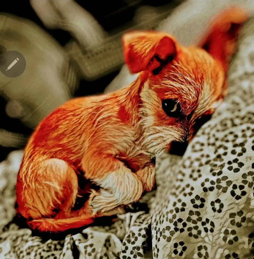 Image of Enzo laying down on a bed, facing the camera.