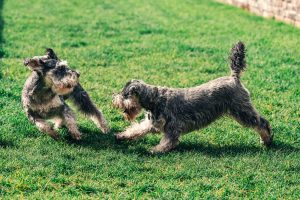 companion animals - dogs playing in yard