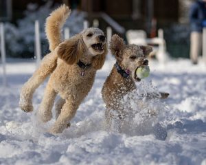 dogs in snow_edited