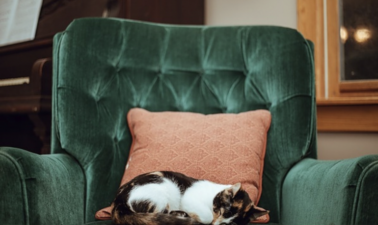 cat-sleeping-on-chair