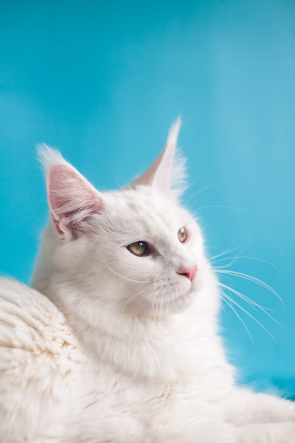 white cat and blue background