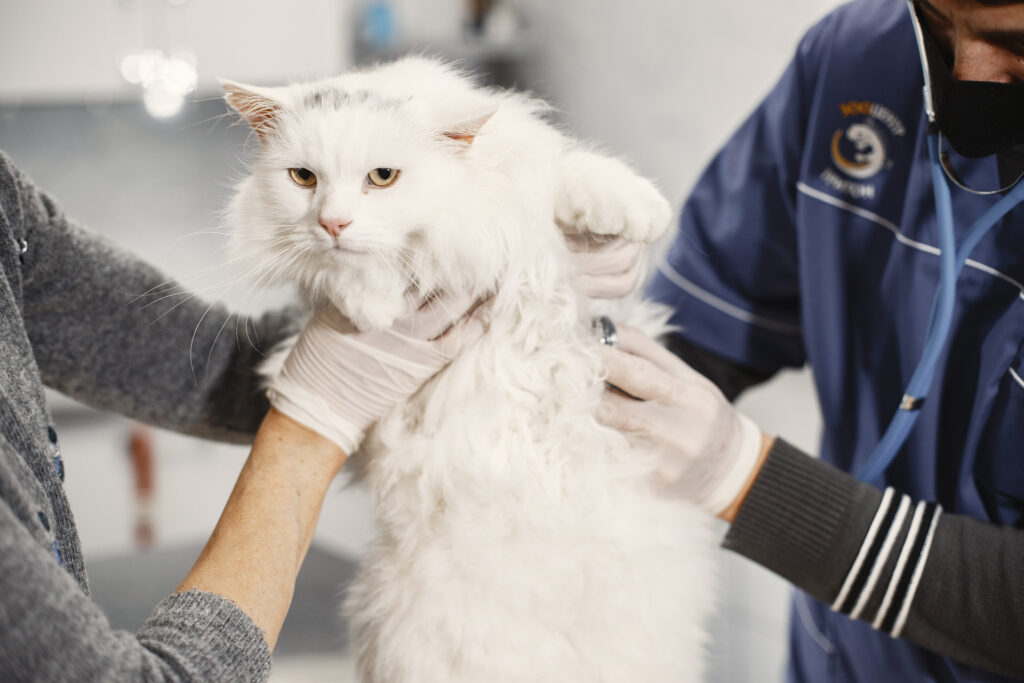 cat being examined by vets