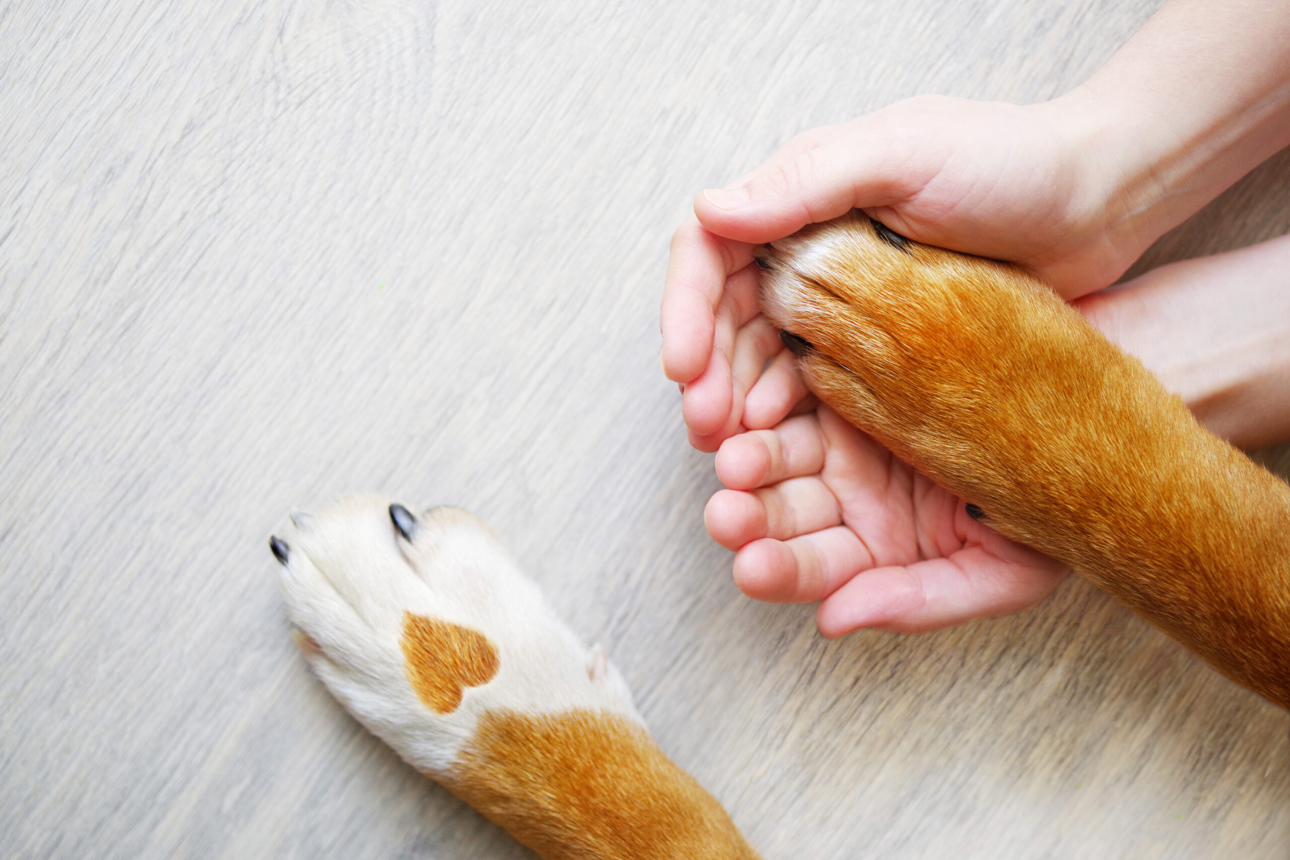 Dog paws with a spot in the form of heart and person's hands holding one of the paws.