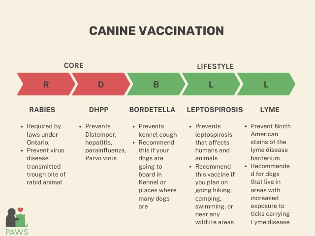 An image of Canine Vaccination categories, which includes core vaccinations and lifestyles vaccinations. 
