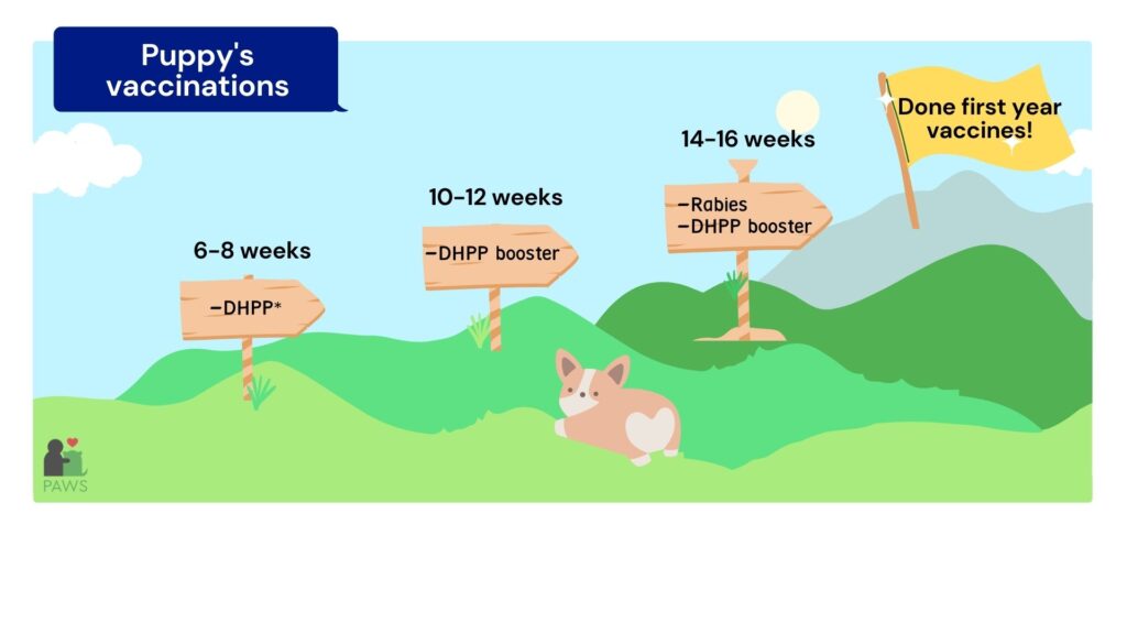 Puppy's first-year vaccination schedule: receive DHPP between age 6 to 8 weeks; DHPP booster between age 10 to 12 weeks; rabies and another DHPP booster between age 14 to 16 weeks. 