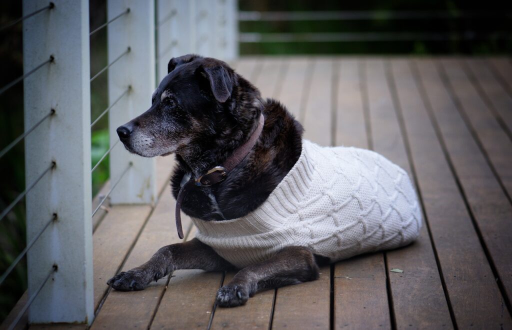 A senior dog is lying on a deck. They are wearing a white knit sweater. Taking care of your senior dog means keeping them warm during the winter.