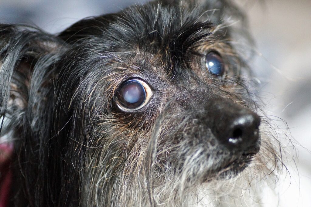 A small dog with cataracts looks toward the camera. Taking care of your senior dog means dealing with changes to their health.