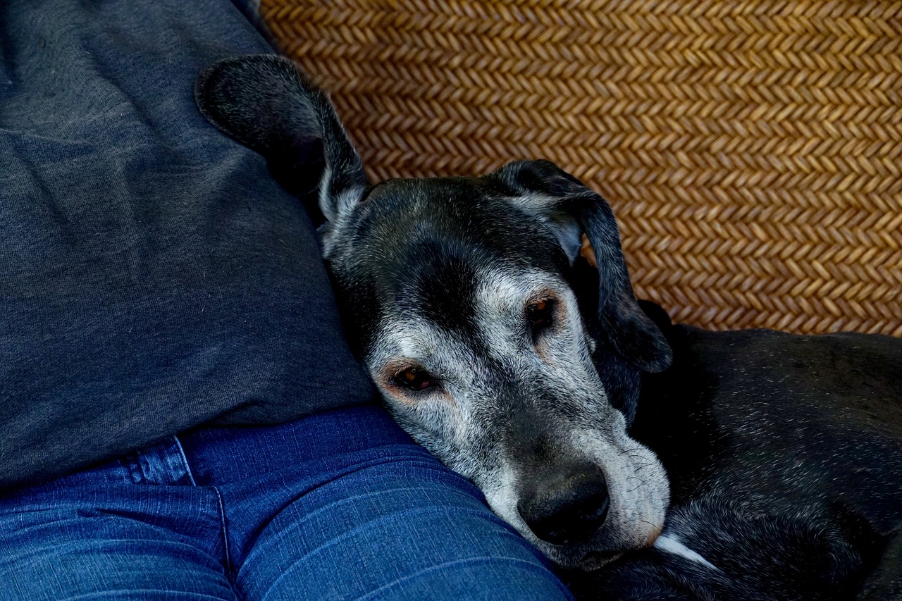 A dog with a grey face lies on the couch snuggling against a person's leg. Taking care of your senior dog can be very rewarding.
