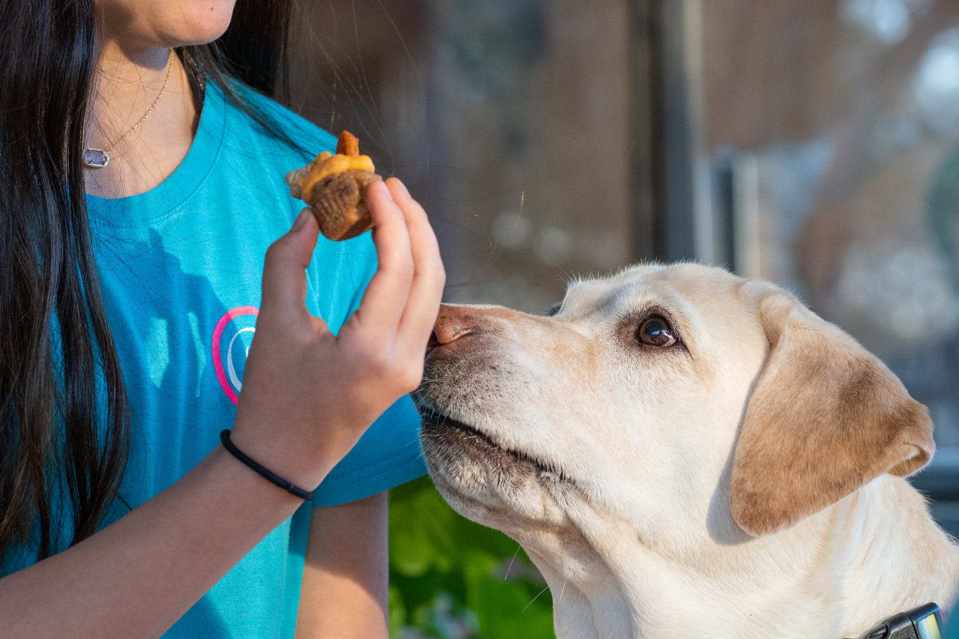 Dog eyeing a treat in a womans hand. Buy the right pet food