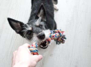 A small dog pulling one end of a colourful rope toy while a human hand holds the other.
