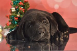 A black lab puppy lies in front of a Christmas tree decorated with colorful ornaments.