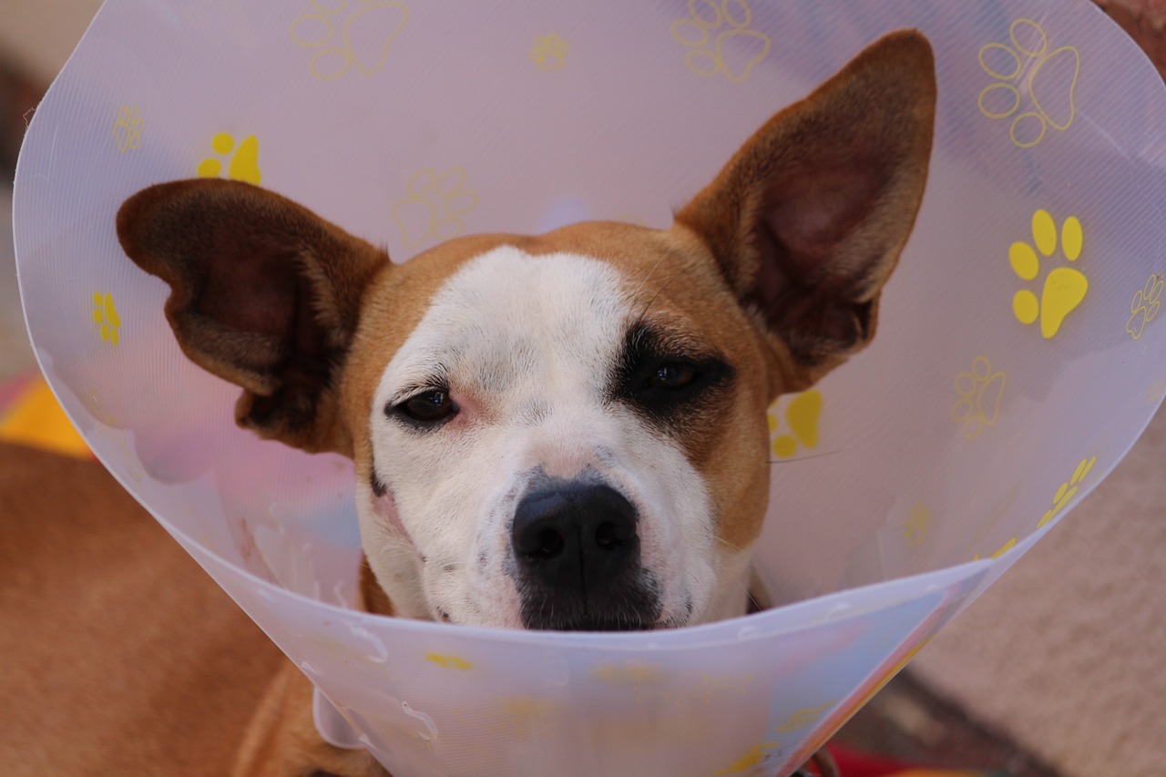 A brown dog with white patches wears a medical cone with yellow paw patterns.
