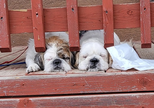 Rufus and Enzo chilling on the deck thanks to PAWS