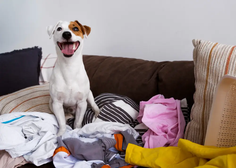 dog making a mess with laundry on couch.