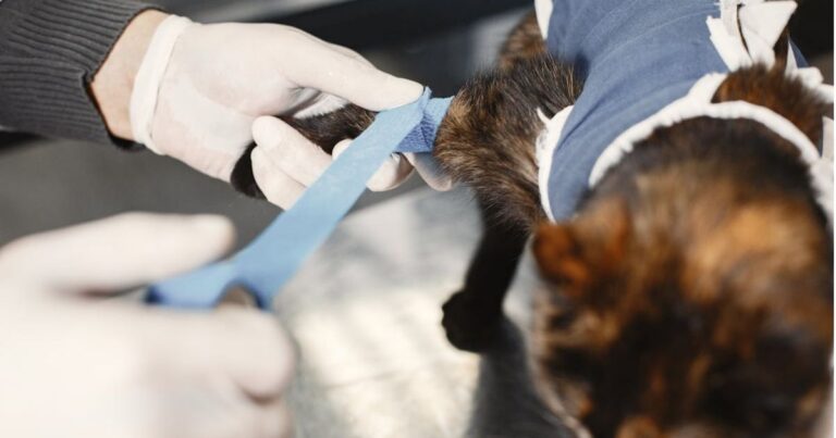 A vet with medical gloves wrapping a cat's leg, that is wearing a surgical covering, on top of a vet exam table.