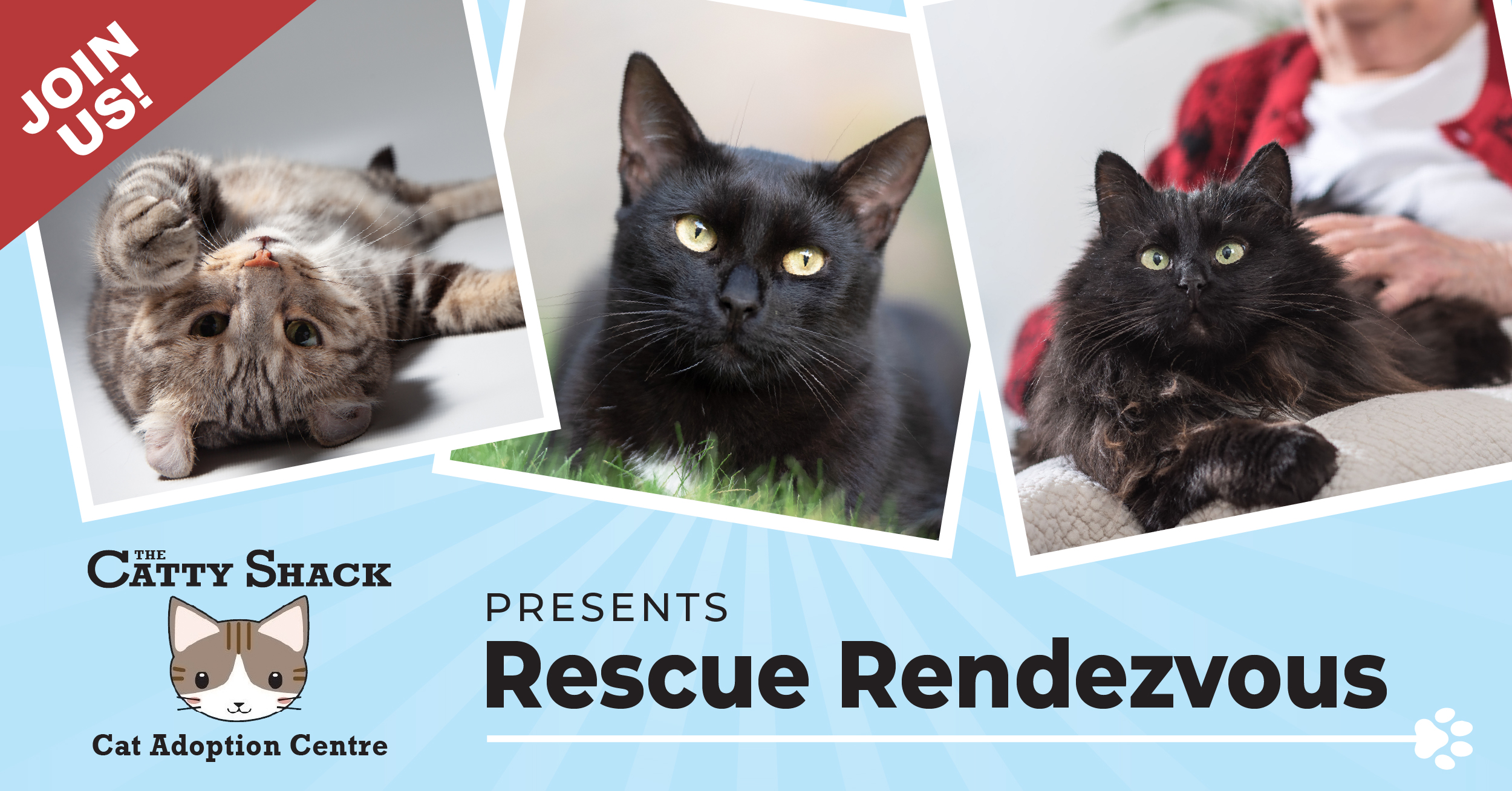 the catty shack cat adoption center poster with black cats on a blue background