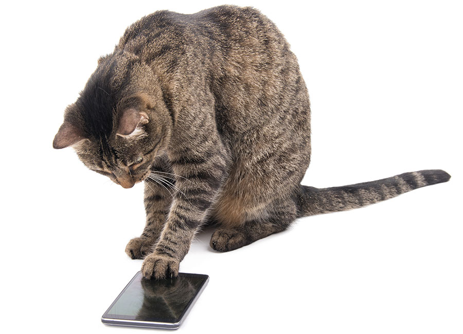 Tabby cat with cell phone.