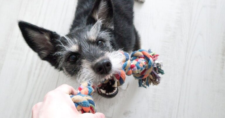 A small dog pulling one end of a colourful rope toy while a human hand holds the other.