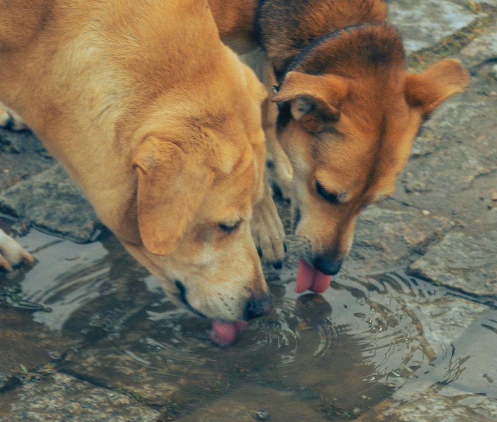 Two dogs drinking from the same puddle