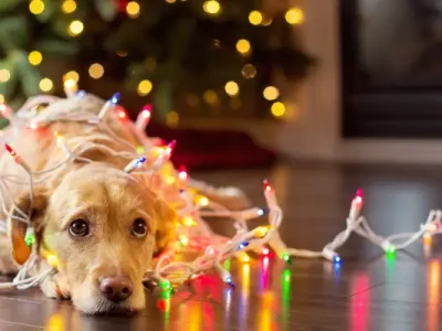 Dog rolled in party lights staring on us