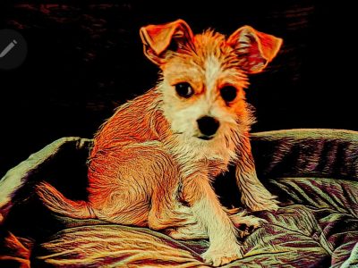 Image of Enzo sitting in his puppy couch