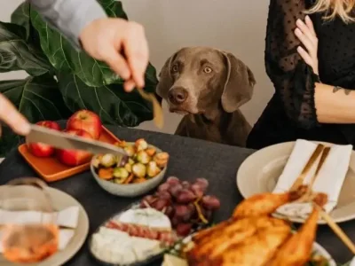 Dog waiting for the owner to give him food