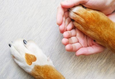 Two dog paws with a yellow heart-shaped spot on the left paw and a person's hands holding the right paw.
