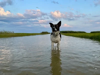 Dog standing in a pool of water