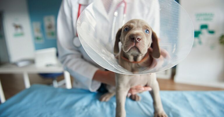 vet holding a grey puppy with blue eyes with a plastic clone around its head, over a table with a blue cover.