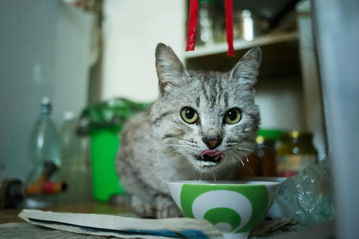 Gray cat drinking from a bowl on the counter.