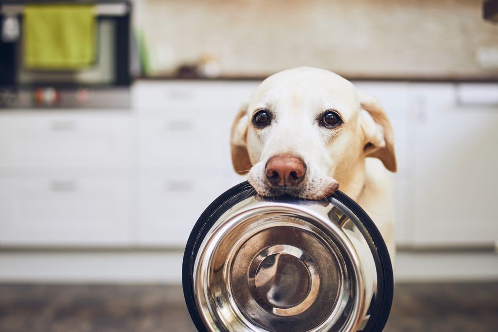 white dog with his bowl in his mouth