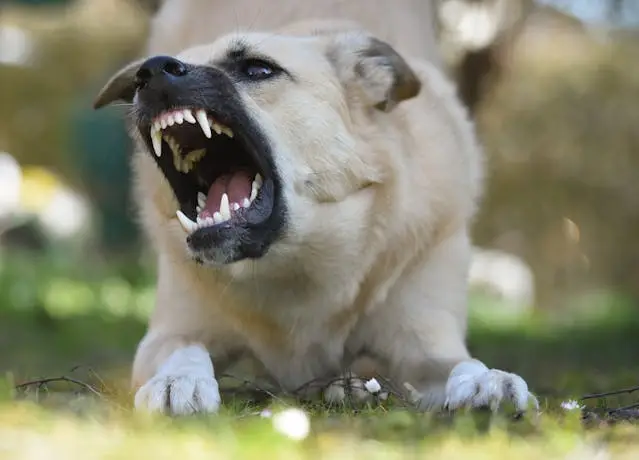 Photo by Alexas Fotos: https://www.pexels.com/photo/angry-dog-in-close-up-photography-7330863/