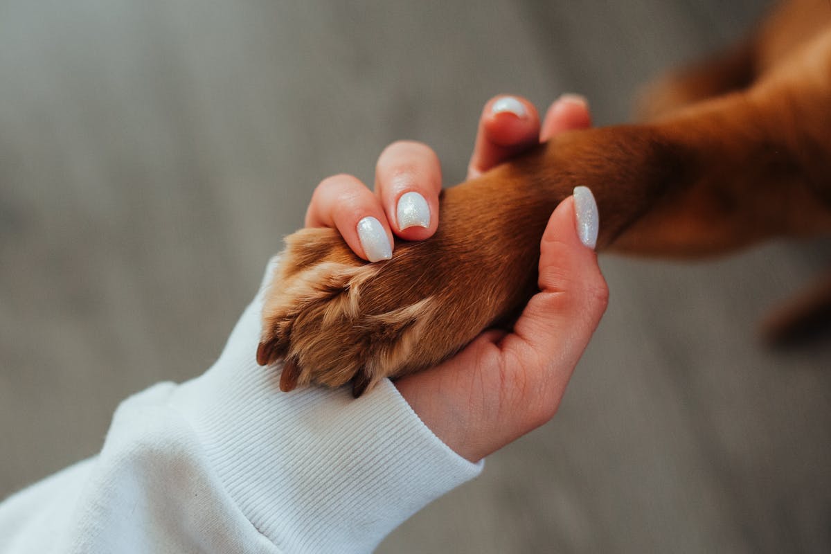 woman's well groomed hand holding a dog paw