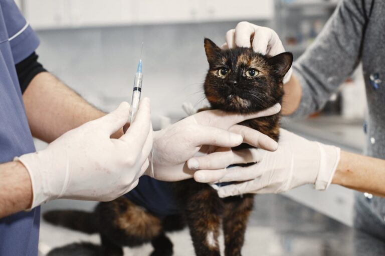 black cat at vet clinic receiving a vaccination, cost of owning a pet
