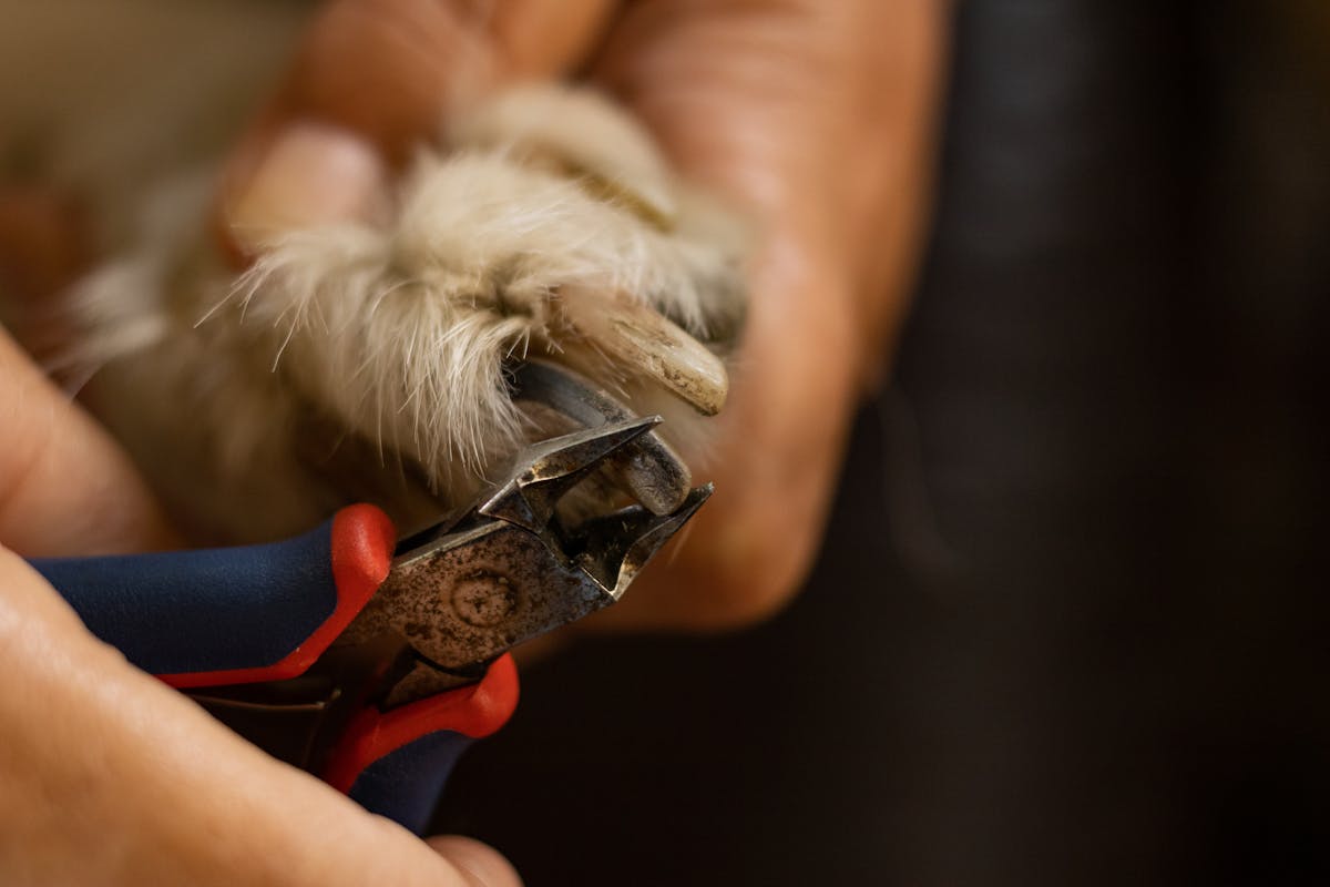 closeup of overgrown dog's nails about to be trimmed