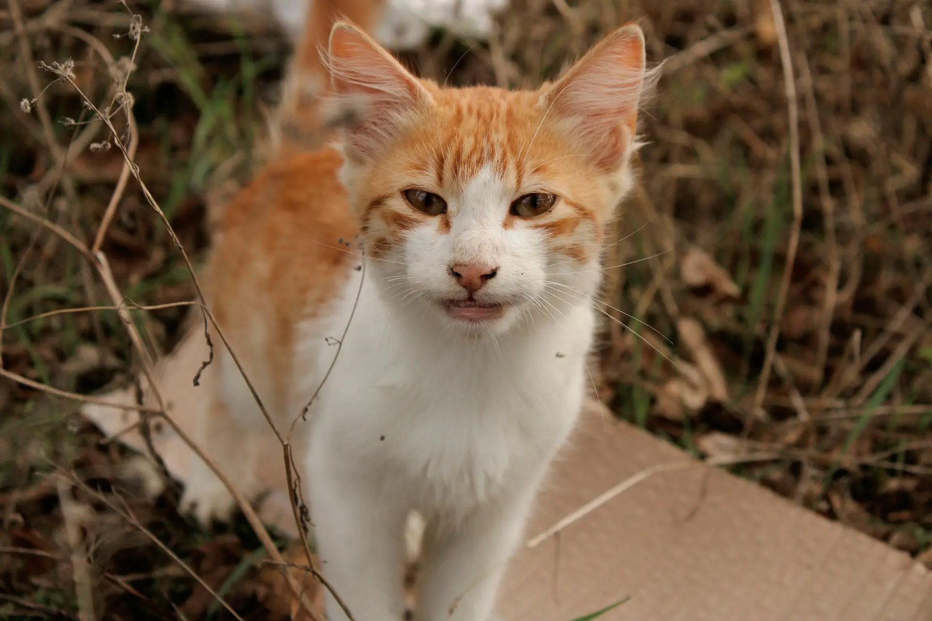 Orange and white cat standing outdoors on dry grass, looking directly at the camera, possibly showing pet allergy symptoms around the eyes.
