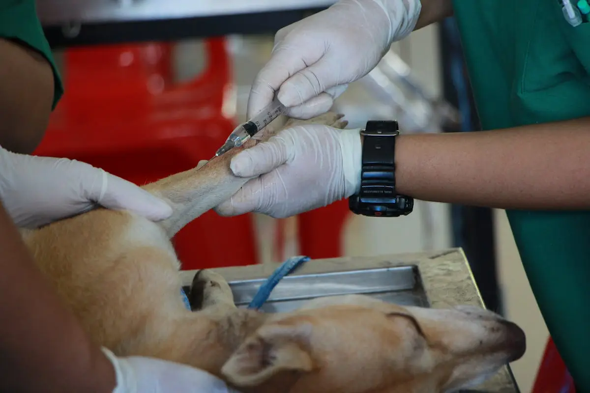 pet receiving IV for surgery, low cost spay or neuter