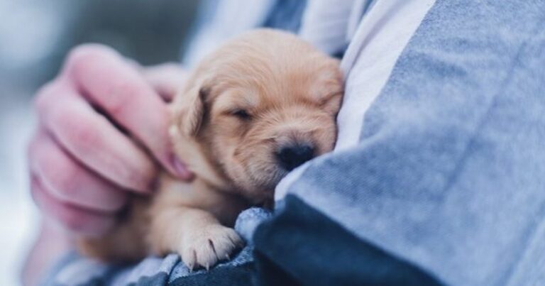 A yellow puppy sleeping soundly in the arms of a person in a dark plaid shirt.